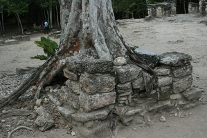 Coba Tree